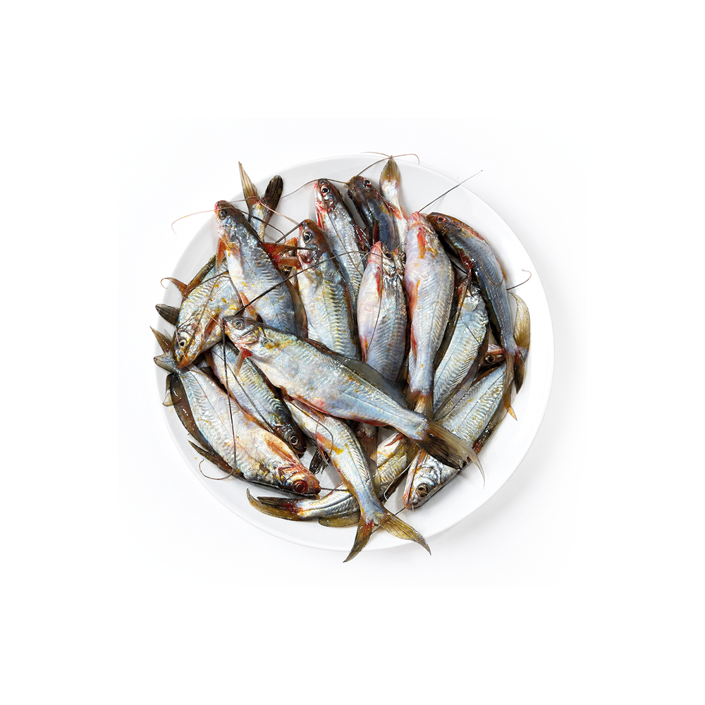 Tengra Gulsa (Boro) 1250 Taka Per KG